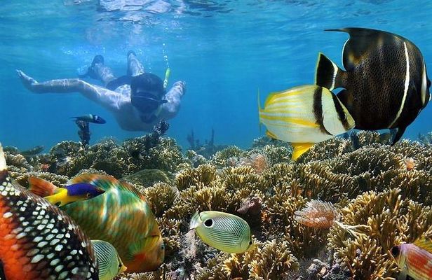 Dolphin watching and Snorkeling at Mnemba Atoll - Private Tour