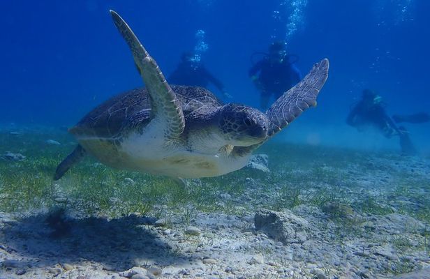 Scuba Diving Activity in Pernera