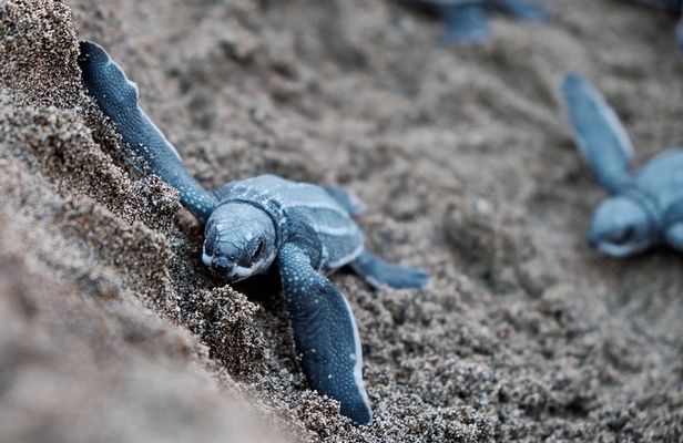 Matura Beach Turtle-Watching Experience