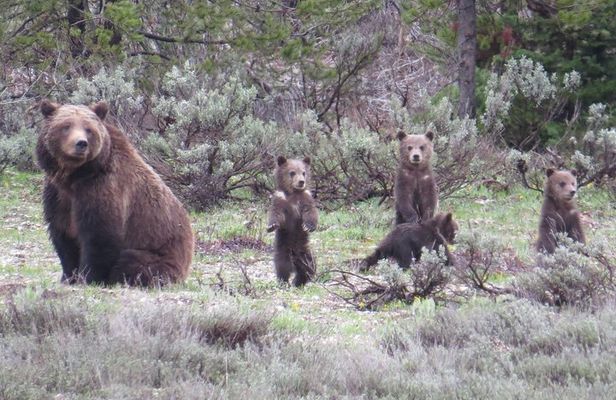 Yellowstone National Park - Full-Day Lower Loop Tour from Jackson