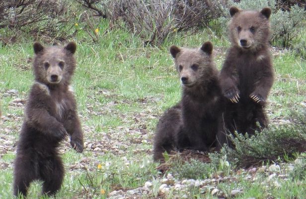 Grand Teton National Park - PRIVATE Full-Day Tour from Jackson Hole