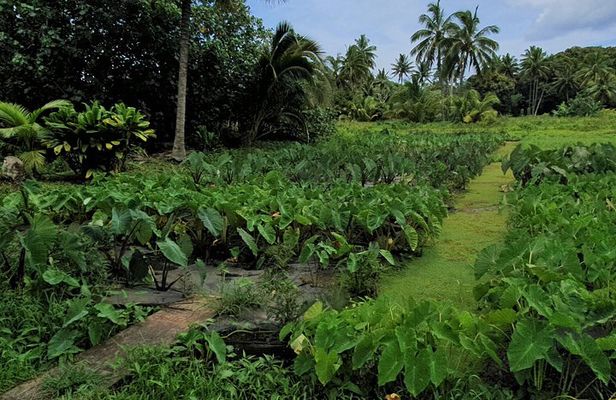 'Walk-about' Tour: explore Rarotonga by foot!