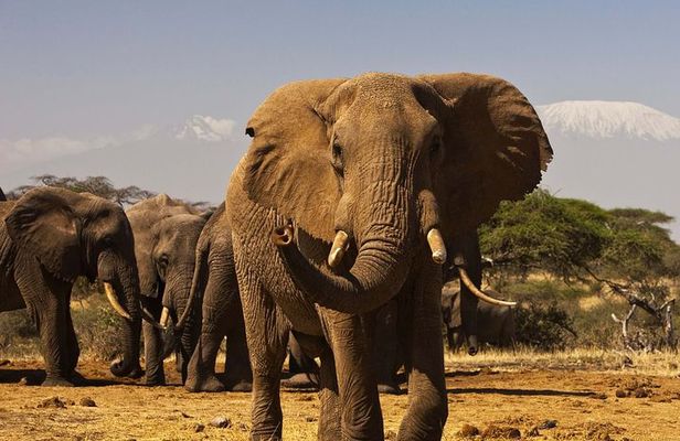 3 Days Masai Mara Encounters-Lodge Safari with Private 4X4 JEEP