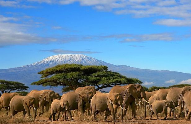 3 Days Amboseli National Park-Lodge Safari with Private 4x4 JEEP