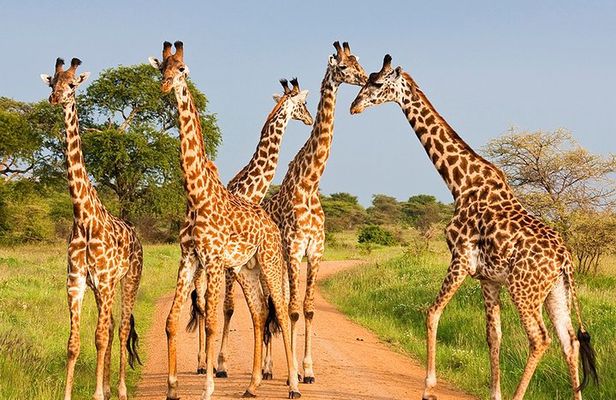 6 Days Masai Mara, Lake Nakuru & Amboseli-Ultimate Kenyan Safari