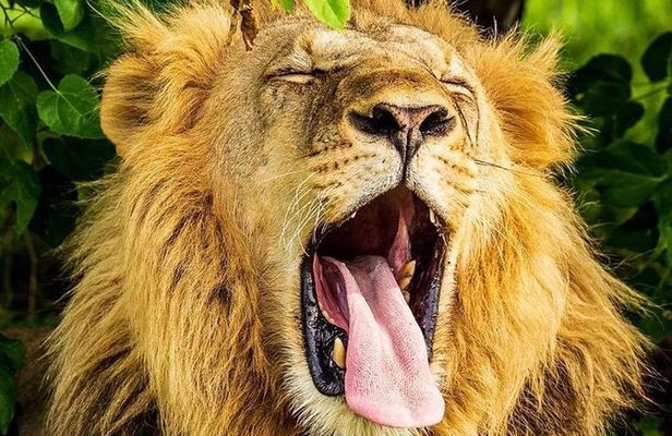 3 Days Amboseli Expedition-Lodge Safari with Private Pop-up Van