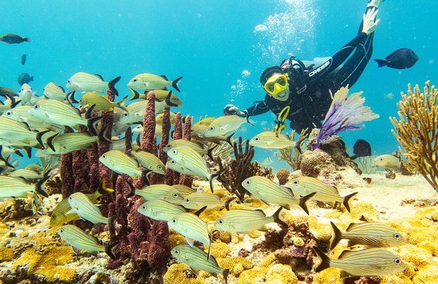 Half-Day Scuba Diving in Playa del Carmen for Small-Group