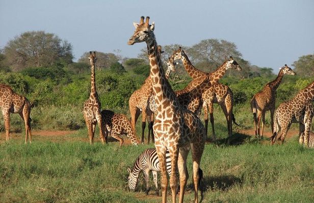 2 DAYS TSAVO EAST SENTRIM CAMP (Cost Based on Minimum 2 persons)