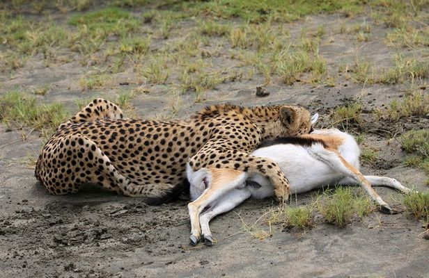 7 Days Safari. Serengeti, Tarangire, Lake Manyara & Ngorongoro Crater.