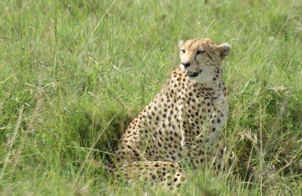 12 Days Samburu Ol-pejeta lake Nakuru Masai Mara lake Naivasha Amboseli safari