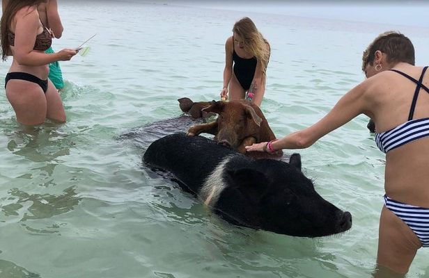 Swim with Pigs on a Tropical Island