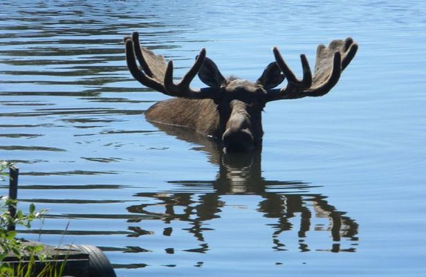 Anchorage to Seward Cruise Transfer and Private Tour