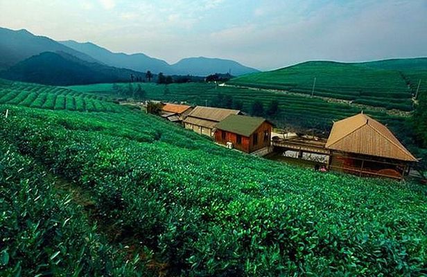 Half-Day Hangzhou Tianzhu Buddhist Mountain Hiking Tour with Green Tea Village