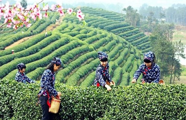 Half-Day Hangzhou Private Tour with Green Tea Village and Lingyin Temple