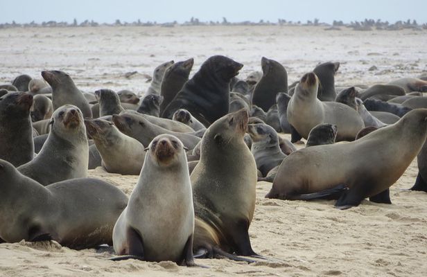 8-Day Etosha NP, Swakopmund & Sossusvlei