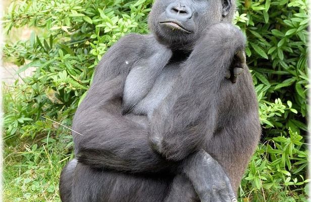 The Dja Biodiversity Reserve Safari 7Days/ 6 Nights