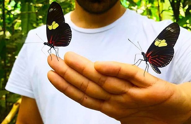 Pilpintuwasi Butterfly Farm and Native Tribes