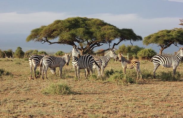 4 Days/3 Nights Adventure in Maasai Mara – Lake Nakur