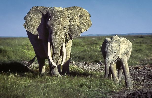 6 Days /5 Nights Adventure in Masai Mara,Lake Nakuru, Amboseli