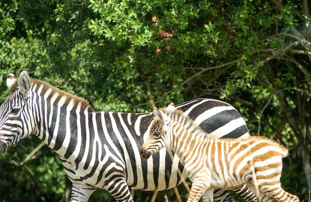 Shimba Hills Day tour from Mombasa / Diani