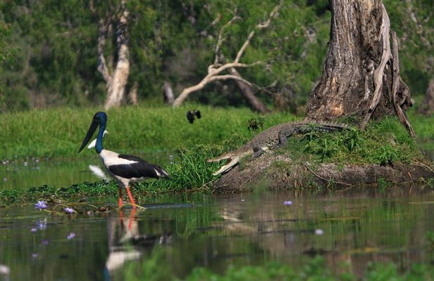 Corroboree Billabong Wetland Cruises - 1.5 hour Morning cruise