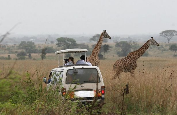 Nairobi Airport Layover to Nairobi National Park