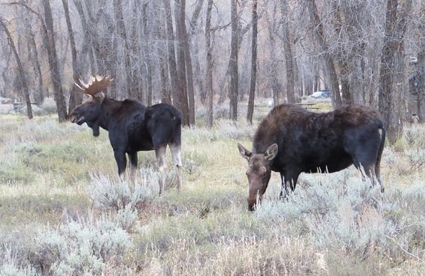 Grand Teton National Park - PRIVATE Sunset Tour from Jackson Hole