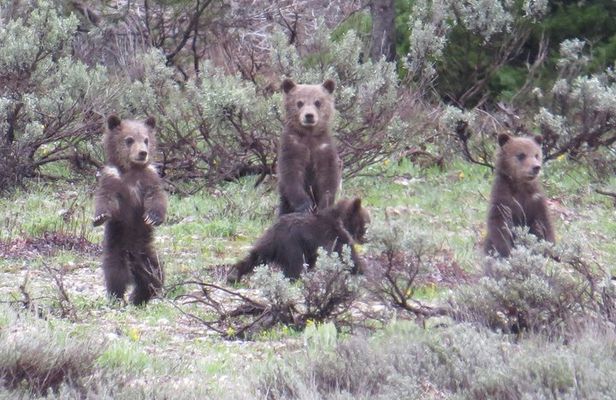 Grand Teton National Park - PRIVATE Sunrise Tour from Jackson Hole