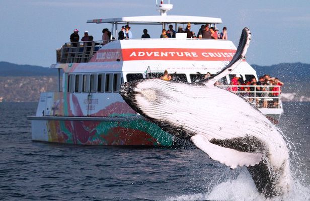 World class Whale Watching from Hervey Bay