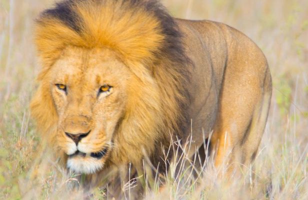 5 Days Lodge Safari.
