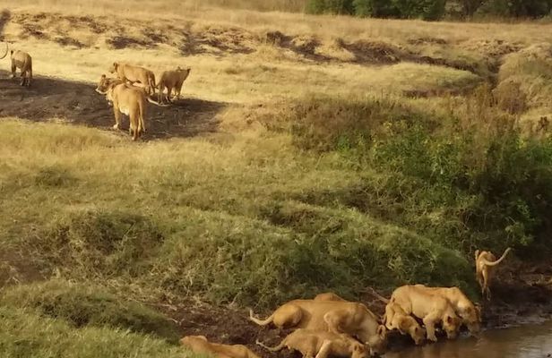 7-Day Private Safari to Amboseli National Park and Masai Mara