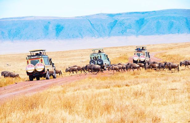 6 Days Lodge Safari.
