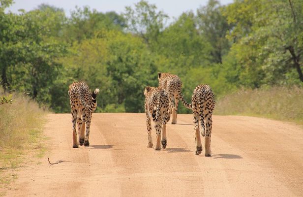 Big 5 Safari and Route 62 from Cape Town 3 Days/2Nights ( Comfort Plus)