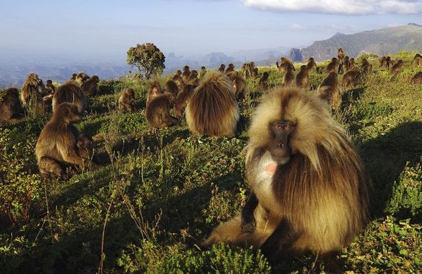 8 Days Historical tour to Ethiopia