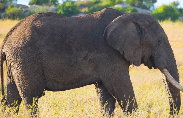 7 Days Lodge Safari.