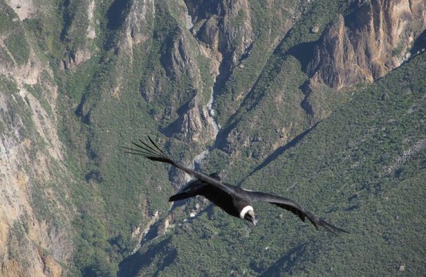 3days: Colca Canyon Trek 3d/2n