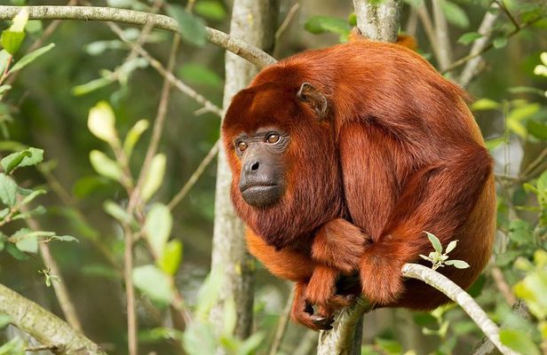 4-Day Tambopata Rainforest Adventure