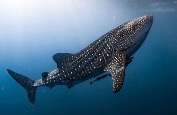 VIP Whale Shark Private Tour