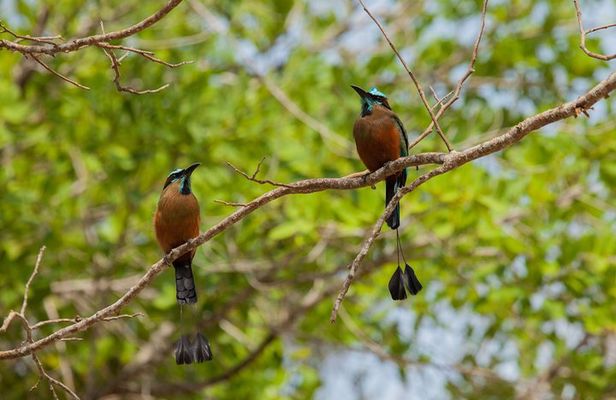 Tulum & Cenote Adventure