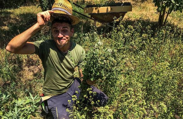 HERBS LAB - from plant to glass