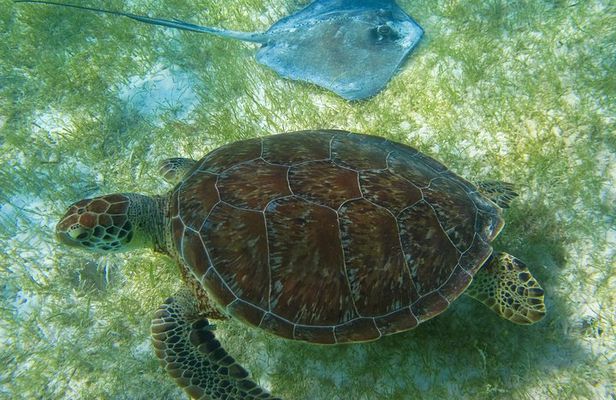 Private Turtles & Cenotes Adventure