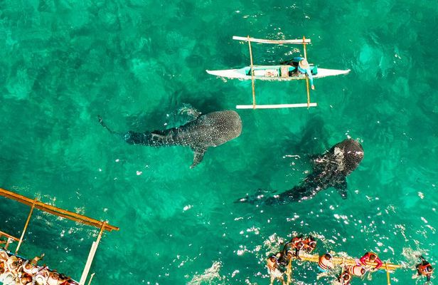 Oslob Whale Shark Snorkeling & Kawasan Canyoning Tour