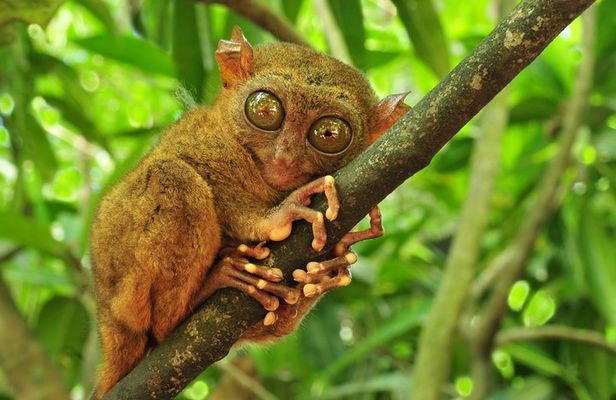 Full Day Bohol Highlights from Cebu