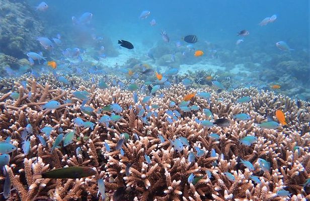 From Cebu: Island Hopping to 3 islands with BBQ lunch