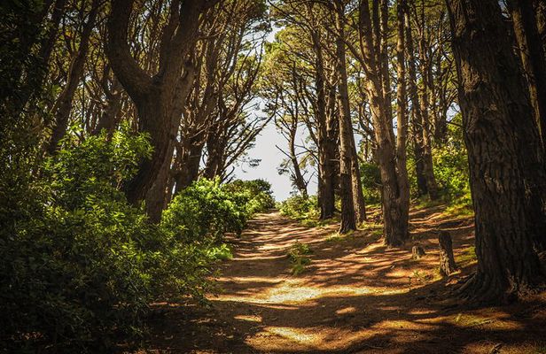 Wellington's Original HD LOTR Experience - includes Weta Tour
