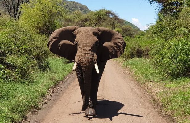 Day Trip to Manyara National Park From Arusha / Kilimanjaro
