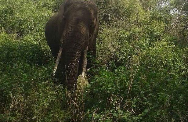 Day Trip To Arusha National Park