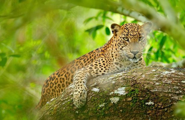The Most popular Personalized round Tour In Sri Lanka-Day Charged
