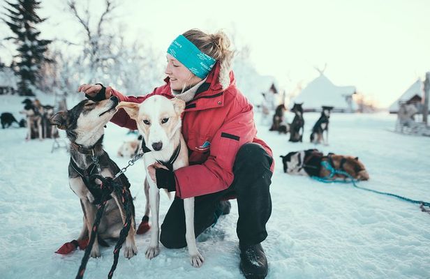 Husky Sledding Self-Drive Adventure in Tromso