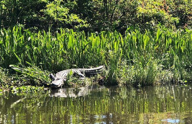 Highlights of New Orleans City and Swamp Tour Combination